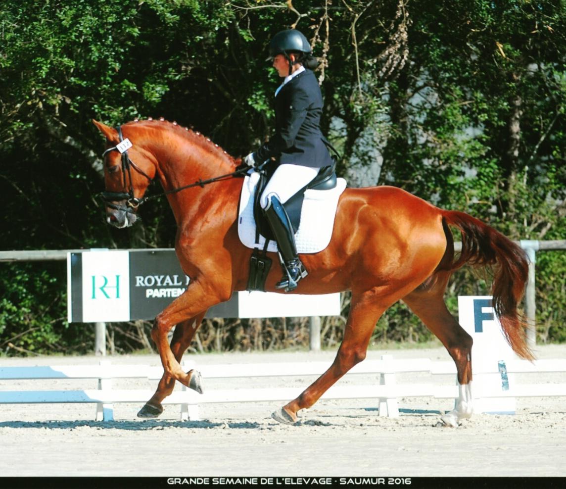 Ecurie de dressage Macon