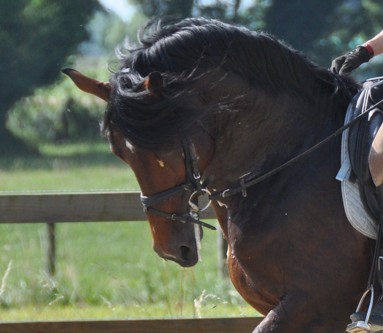 ecurie de dressage dans le rhone