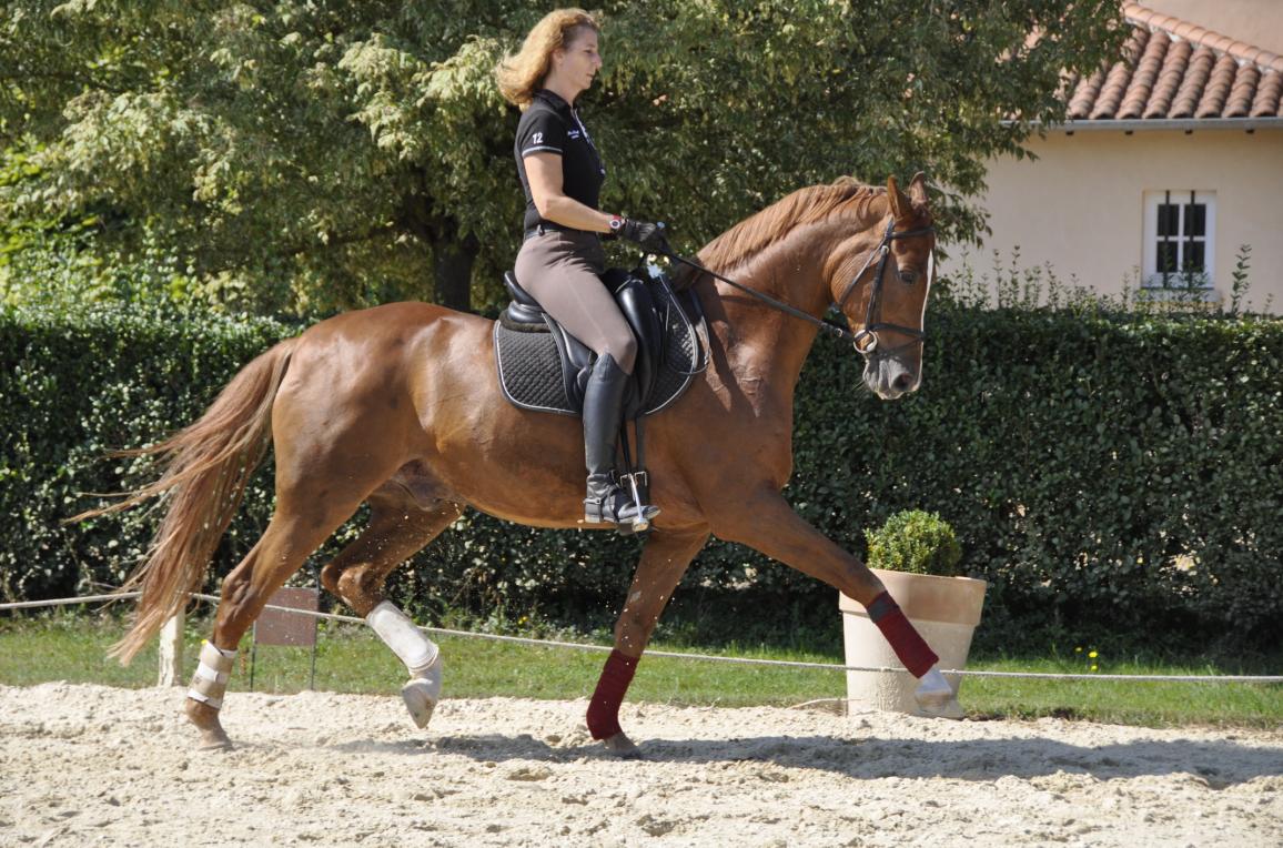 Ecurie de dressage Villefranche