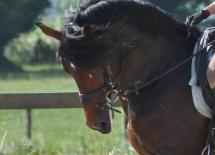 ecurie de dressage dans le rhone