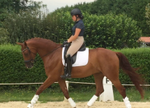 Ecurie de dressage Lyon