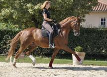 Ecurie de dressage Villefranche